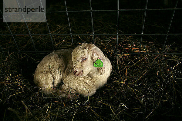 Eine kleine Ziege auf der Andrew & Jennifer Miller Farm  Rush Creek Farms in Sidney  Illinois.