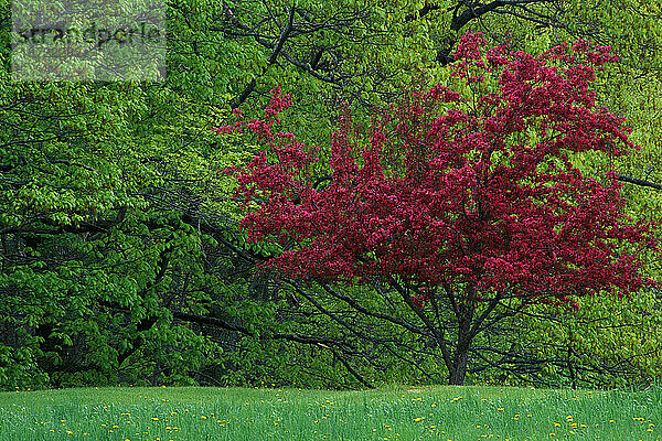 Ein blühender Holzapfelbaum (Malus spp.) steht im Kontrast zu leuchtend grünem Frühlingslaub in Freeport  Maine.