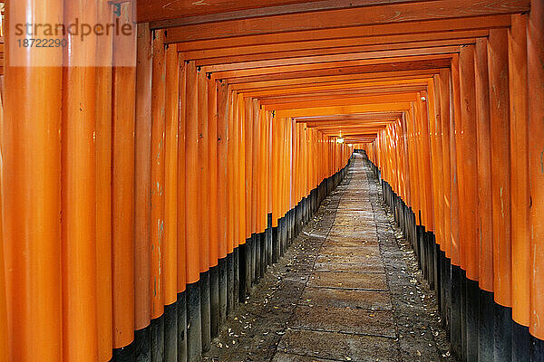 Reihen von Torii-Toren am Fushimi-Inari-Schrein  Kyoto  Japan.