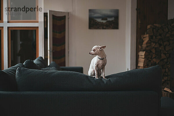 Ruhiger Moment zu Hause mit kleinem Hund auf der Couch neben Feuerholz und Fenster