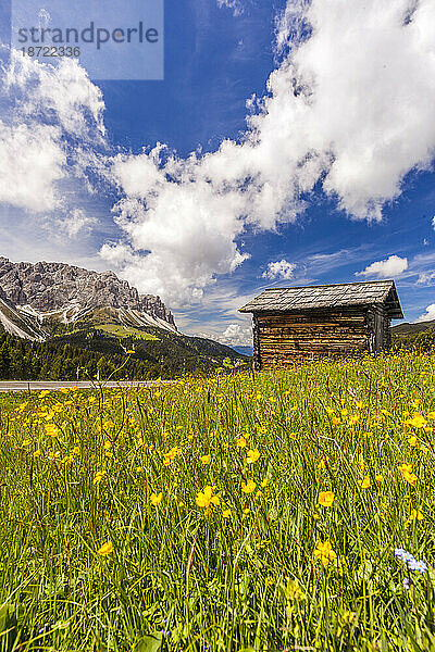 Hütte umgeben von blühenden Wildblumen  Passo delle Erbe  Dolomiten