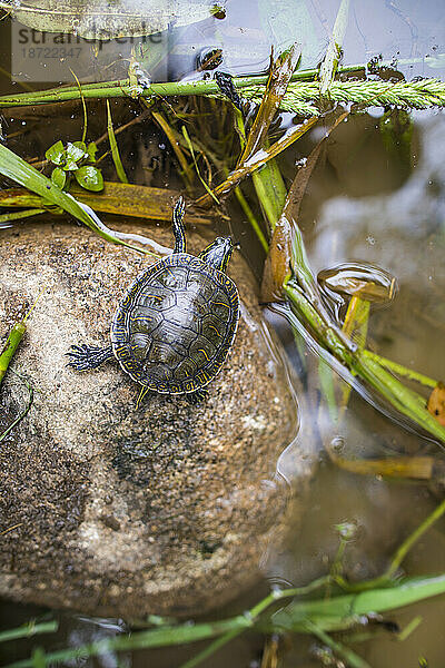 Die Western-Steinschildkröte greift von ihrem Felsen aus nach Wasser