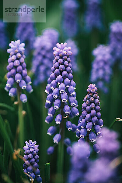 Nahaufnahme von violetten Traubenhyazinthenblüten in einem Garten.