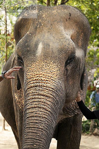 Indischer Elefant in einem örtlichen Elefantenschutzgebiet in Thailand