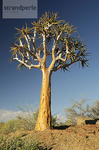 Kokerboom (Köcher) Bäume  Augrabies Falls Nationalpark  Nordkap  Südafrika