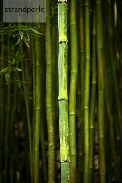 Junge  grüne Bambussprossen entlang des Manoa Falls Trail auf Oahu  Hawaii