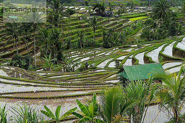 Unzählige Reisterrassen auf Bali