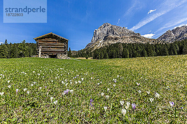 Peitlerkofel im Frühling  Passo delle Erbe  Dolomiten  Südtirol