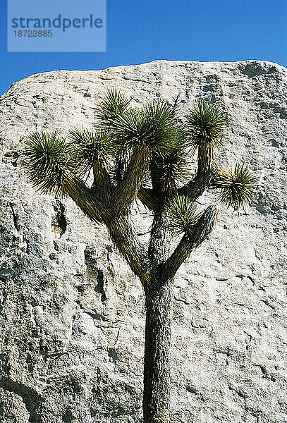 Ein einsamer Joshua-Baum vor einer kahlen Felswand.