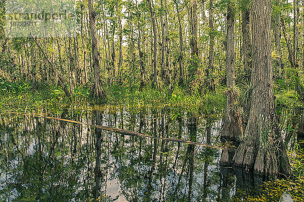 Scenic Drive Cypress National Preserve