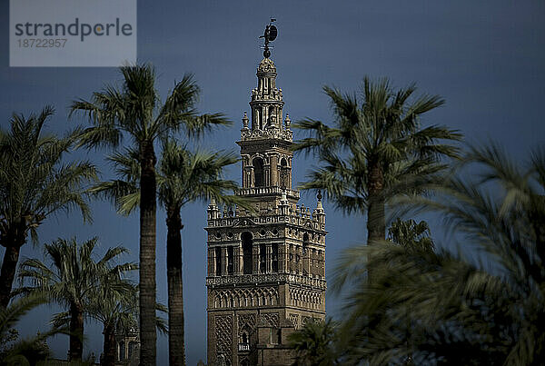 Der Glockenturm der Kathedrale von Sevilla  bekannt als Giralda  ist zwischen Palmen in Sevilla  Andalusien  Spanien  zu sehen.