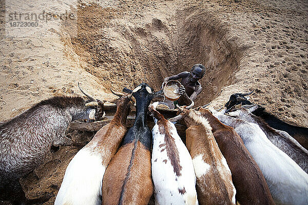 Ein älterer Hamer-Mann gräbt ein Loch in das ausgetrocknete Flussbett  um seinen Ziegen Zugang zu schlammigem Wasser zu verschaffen.