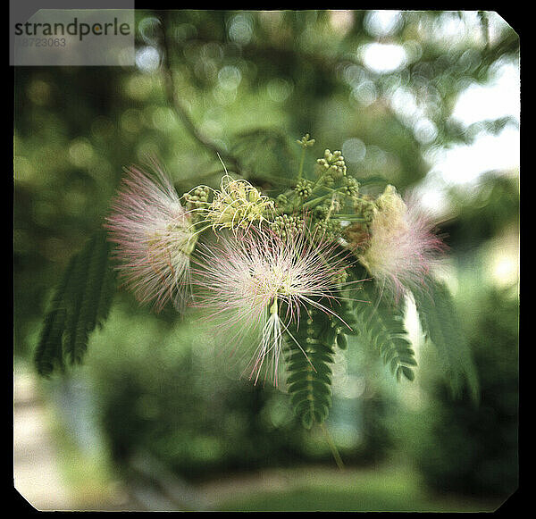 Blüten des Mimosenbaums.