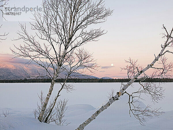 Ein Vollmond ist durch weiße Birken (Betula papyrifera) am Flagstaff Lake im Westen von Maine zu sehen.