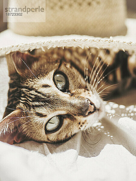 Schöne Katze liegt selig in der Sonne