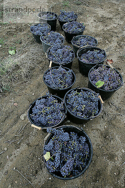 Weinernte in Frankreich