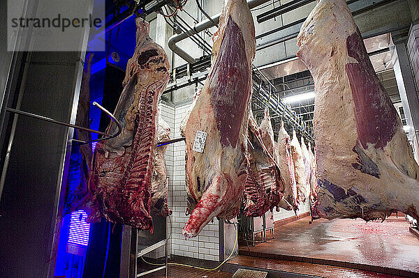 Fleischverpackung: Frische Rindfleischhälften werden durch eine Chlorophyll-detektierende Kammer mit ultraviolettem Licht geschickt