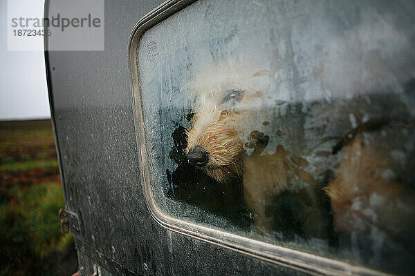 Ein Hund schaut aus dem Heckfenster eines Lieferwagens und wartet aufgeregt darauf  aus seinem Wachhund-Van auszusteigen  um vor Beginn der Moorhuhnsaison in Reeth an einer Moorhuhnzählung teilzunehmen