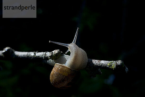 Eine Schnecke klammert sich an einen Zweig in Prado del Rey  Provinz Cádiz  Andalusien  Spanien.