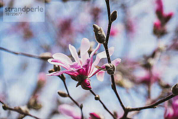 Nahaufnahme einer Blume auf einem Magnolienbaum mit verschwommenem Hintergrund.