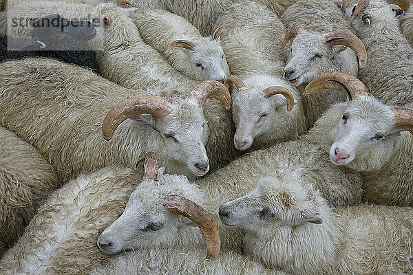 Ein Lastkahn transportiert 600 Schafe zum Schlachthof in Narsaq  Grönland.