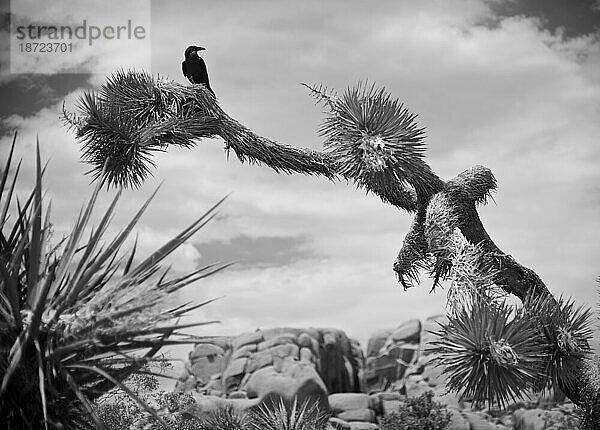 Ein Rabe sitzt auf einem Joshua Tree im Joshua Tree National Park.