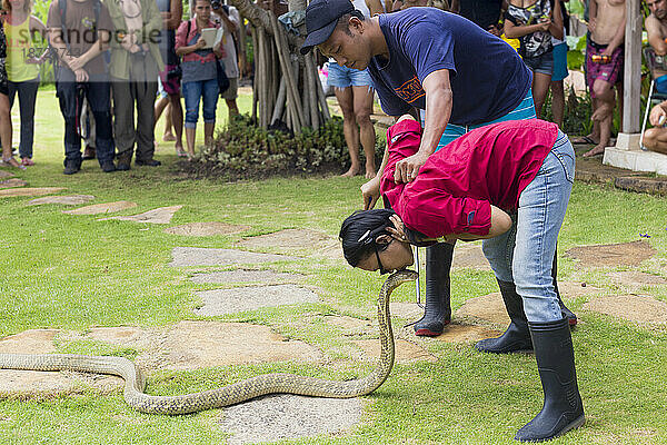 Schlangenschau  Bali  Indonesien