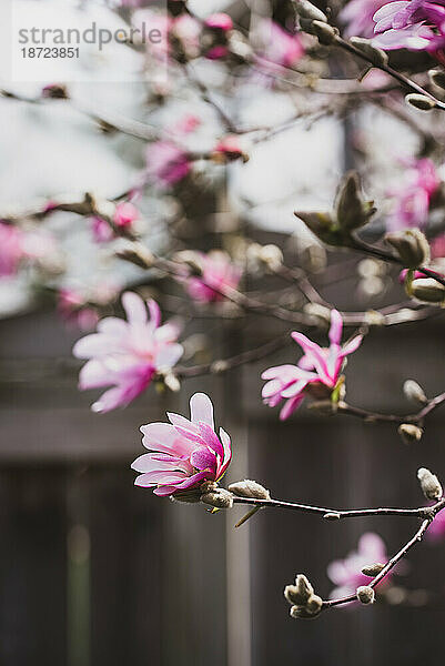 Nahaufnahme von Blumen auf einem blühenden Magnolienbaum mit verschwommenem Hintergrund.