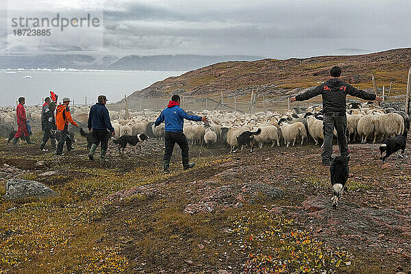 Zusammentreiben von Schlachtschafen in der Nähe von Inneruulalik  Grönland