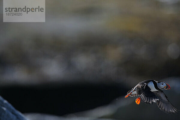 Papageitaucher  Fratercula arctica  die Hauptattraktion auf Eastern Egg Rock Island  Maine.