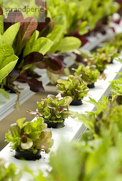 Eine Salatsorte  die in einem hydroponischen Gewächshaus in Hamden  Connecticut  angebaut wird.