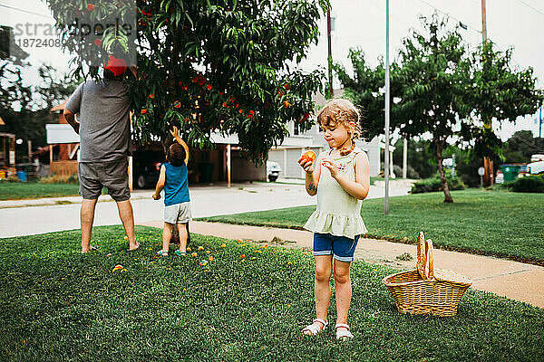Junges Mädchen isst frischen Pfirsich  während Opa noch mehr vom Baum pflückt