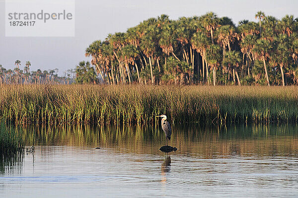 Reiher  Chassahowitzka National Wildlife Refuge  am Golf von Mexiko  in der Nähe von Spring Hill  Florida