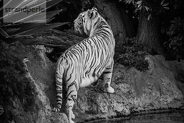 Weißer Tiger dreht uns den Rücken zu  während er etwas betrachtet