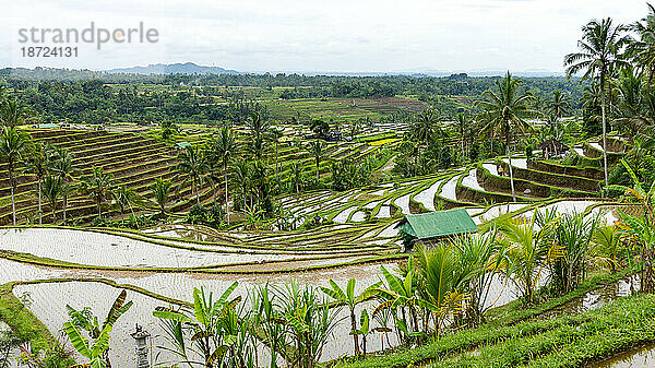 Endlose Reisfelder auf Bali