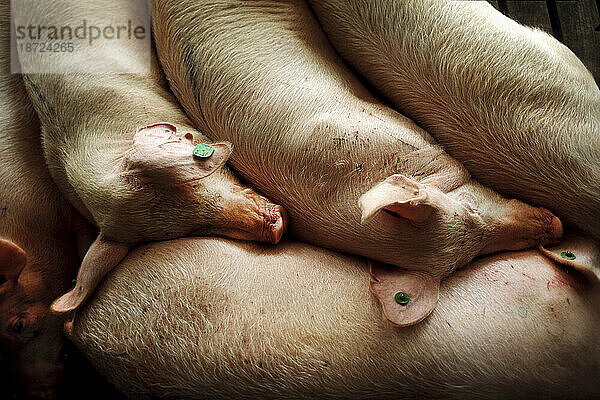 Enge Schweine auf einer Schweinefarm in North Carolina im Zusammenhang mit Problemen und Bedenken in der Schweinehaltung im großen Maßstab.