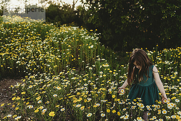 Kleines Mädchen geht im Frühling durch ein Blumenfeld