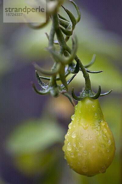 Eine frisch gewässerte Bio-Tomate steht auf einem Weinstock in einem Hausgarten in Seattle  Washington.