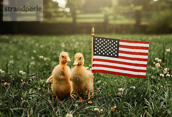 zwei Entenküken mit amerikanischer Flagge 4. Juli