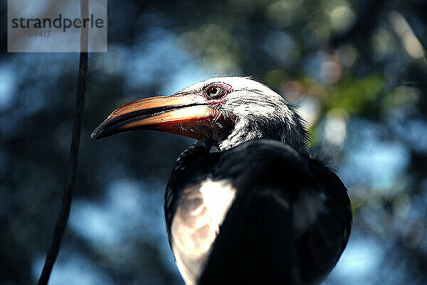 Nashornvogel im Kruger  Südafrika