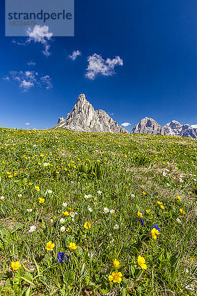 Ra Gusela und Wildblumen während der Frühlingsblüte  Giau-Pass  Dolomiten