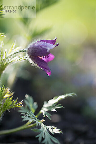 Nahaufnahme der violetten Küchenschelle  die in einem Garten blüht.