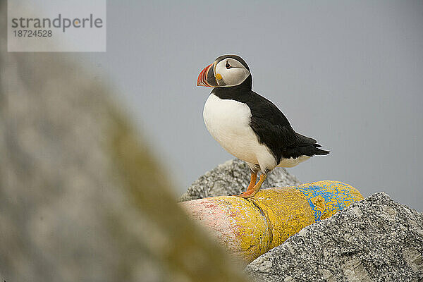 Papageitaucher  Fratercula arctica  die Hauptattraktion auf Eastern Egg Rock Island  Maine.