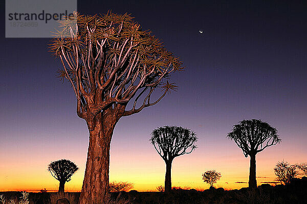 Sonnenuntergang im Köcherbaumwald  Keetmanshoop  Karas-Region  Namibia