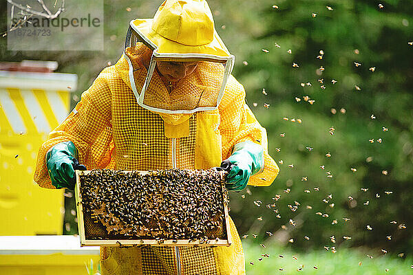 Junger Imker überprüft Rahmen und kümmert sich um Bienenstöcke.
