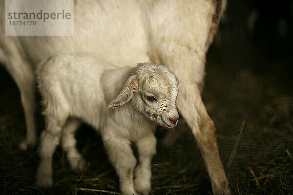 Eine kleine Ziege auf der Andrew & Jennifer Miller Farm  Rush Creek Farms in Sidney  Illinois.