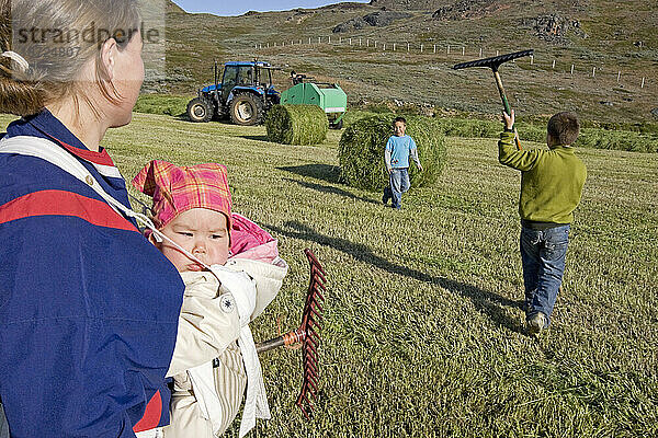 Bauernfamilie erntet Winterheu  Tasiusaq  Grönland.