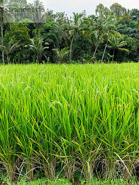 Nahaufnahme von Reispflanzen vor Dschungelkulisse