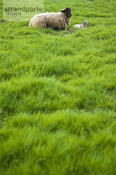 Schafe grasen in der Nähe von Winchcombe  England.