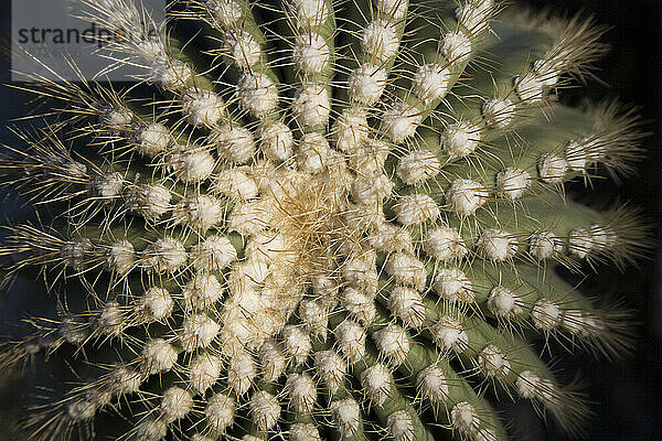 Detail eines Saguaro-Kaktus